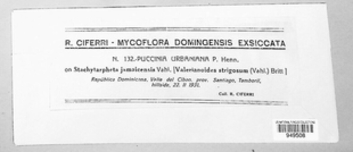 Puccinia urbaniana image
